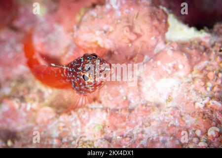 Primo piano ritratto di pesce blennie nel Mar Mediterraneo Foto Stock