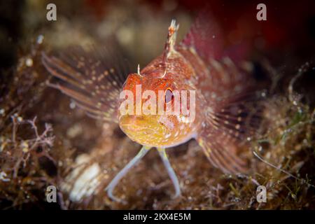 Primo piano ritratto di pesce blennie nel Mar Mediterraneo Foto Stock