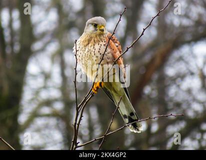 Torenvalk - il gheppio (Falco tinnunculus) è un uccello della famiglia dei Falconidi. È als Foto Stock