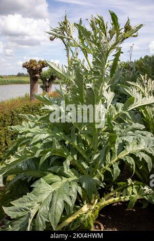 Il carciofo globo (Cynara cardunculus), conosciuto anche con i nomi di carciofo francese e carciofo verde negli Stati Uniti, è una varietà di una specie di carciofo Foto Stock