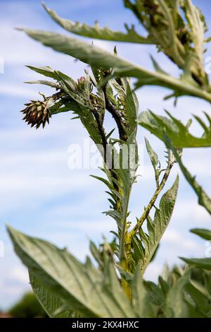 Il carciofo globo (Cynara cardunculus), conosciuto anche con i nomi di carciofo francese e carciofo verde negli Stati Uniti, è una varietà di una specie di carciofo Foto Stock