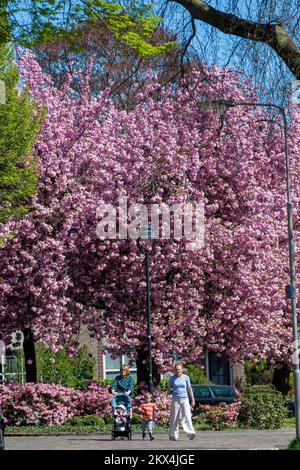 Paesi Bassi, albero di Prunus fiorente in Arnhem. Madre e figlia con i suoi bambini stanno camminando via dagli alberi. Foto Stock