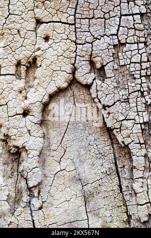 Una vista ritratto di una corteccia decadente che rivela i modelli e le texture di un albero di quercia all'interno di un antico bosco durante l'inizio dell'autunno, Foresta di Sherwood. Foto Stock