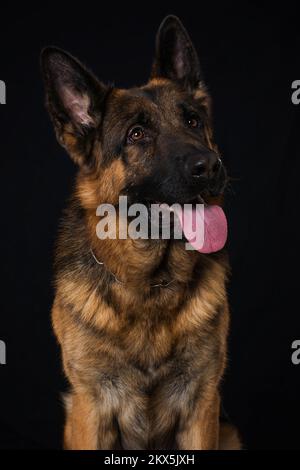 Cane pastore tedesco su sfondo nero Foto Stock
