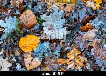 Foglie cadute che fanno un modello sul terreno Foto Stock