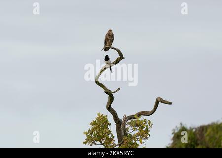 Buzzard- Buteo buteo e Mazza-Pica pica arroccato su un albero. Foto Stock