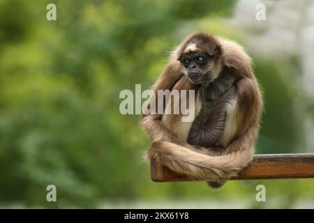 Goldstirnklammeraffe / scimmia ragno dalle ventre bianche / Ateles belzebuth Foto Stock