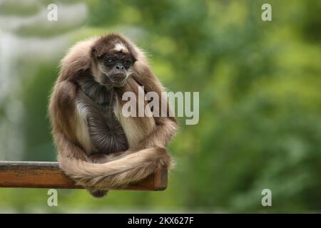 Goldstirnklammeraffe / scimmia ragno dalle ventre bianche / Ateles belzebuth Foto Stock