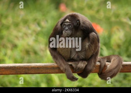 Goldstirnklammeraffe / scimmia ragno dalle ventre bianche / Ateles belzebuth Foto Stock