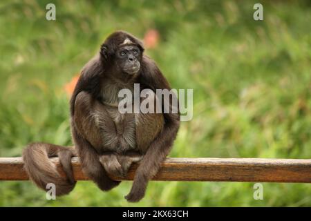 Goldstirnklammeraffe / scimmia ragno dalle ventre bianche / Ateles belzebuth Foto Stock