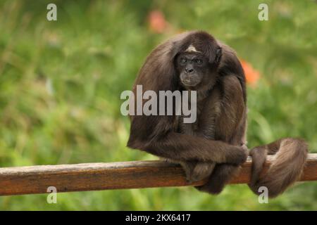 Goldstirnklammeraffe / scimmia ragno dalle ventre bianche / Ateles belzebuth Foto Stock