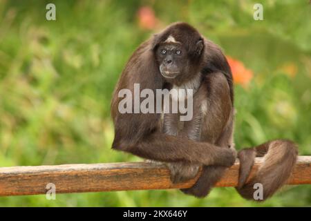 Goldstirnklammeraffe / scimmia ragno dalle ventre bianche / Ateles belzebuth Foto Stock