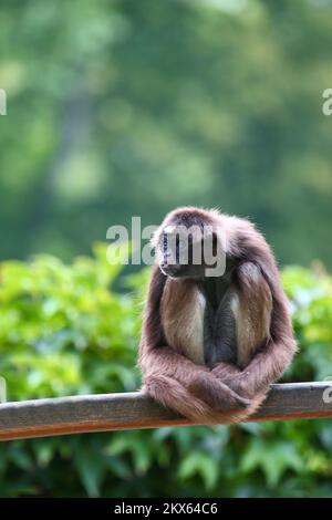 Goldstirnklammeraffe / scimmia ragno dalle ventre bianche / Ateles belzebuth Foto Stock