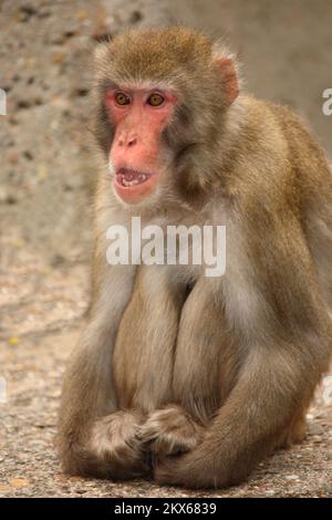 Rottesichtsmakake oder Japanmakak / macaco giapponese o scimmia neve / Macaca fuscata Foto Stock