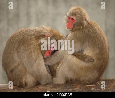 Rottesichtsmakake oder Japanmakak / macaco giapponese o scimmia neve / Macaca fuscata Foto Stock