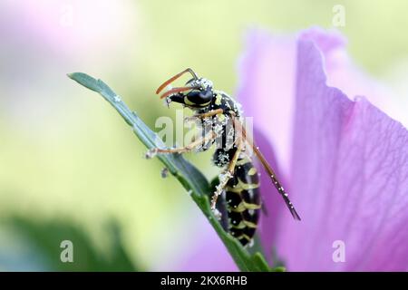 25.06.2018., Zagabria, Croazia - Vespula vulgaris, conosciuta come la vespa comune, è una vespa che si trova in varie regioni del mondo compreso il Regno Unito, la Germania, l'India, la Cina, la Nuova Zelanda, E Australia. Talvolta è conosciuta come la vespa europea; lo stesso nome è usato per la specie Vespula germanica, che è anche conosciuta come la vespa tedesca. Un altro nome per Vespula vulgaris è la "giacca gialla comune". Fu scoperto nel 2010 che le vespe in Nord America, considerate essere Vespula vulgaris, sono in realtà una specie diversa, Vespula alascensis. Vespula vulgaris è un vespido eusociale che si costruisce Foto Stock