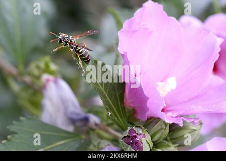 25.06.2018., Zagabria, Croazia - Vespula vulgaris, conosciuta come la vespa comune, è una vespa che si trova in varie regioni del mondo compreso il Regno Unito, la Germania, l'India, la Cina, la Nuova Zelanda, E Australia. Talvolta è conosciuta come la vespa europea; lo stesso nome è usato per la specie Vespula germanica, che è anche conosciuta come la vespa tedesca. Un altro nome per Vespula vulgaris è la "giacca gialla comune". Fu scoperto nel 2010 che le vespe in Nord America, considerate essere Vespula vulgaris, sono in realtà una specie diversa, Vespula alascensis. Vespula vulgaris è un vespido eusociale che si costruisce Foto Stock