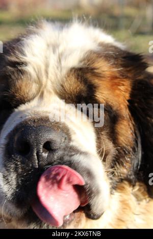 bella st. bernard si lecchi in una giornata di sole Foto Stock