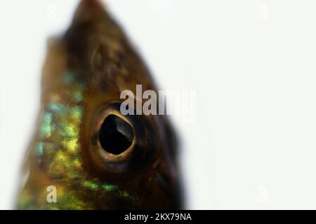 Ruffe eurasiatica nota anche come ruffe o papa. Macro fotografia pesci di fiume. Profondità di campo estremamente ridotta, messa a fuoco morbida Foto Stock