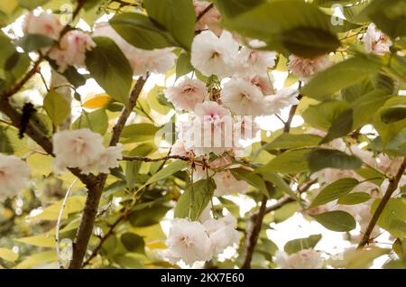 Prunus Serrulata. Fiore dei ciliegi nel giardino giapponese di Vrnjačka Banja Foto Stock