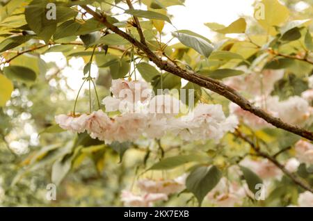 Prunus Serrulata. Fiore dei ciliegi nel giardino giapponese di Vrnjačka Banja Foto Stock