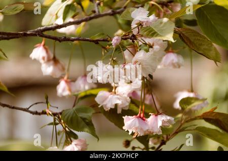 Prunus Serrulata. Fiore dei ciliegi nel giardino giapponese di Vrnjačka Banja Foto Stock
