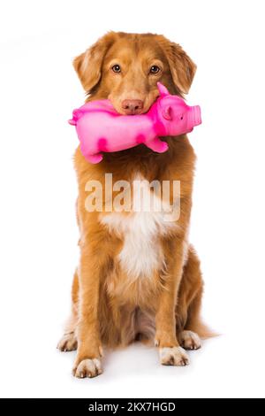 Nova scotia anatra tolling retriever cane seduto isolato su sfondo bianco e tenendo un maiale in bocca Foto Stock