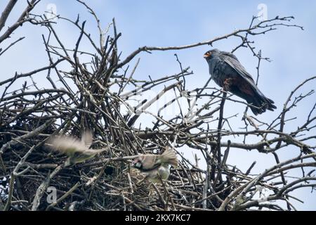 Simbiosi complessa ad una faccia, o sinoikia. Rook costruì il nido. Il falco dai piedi rossi ha preso il nido dal ruscello e si è stabilito proprio. Spanish Sparrow ne ha approfittato Foto Stock