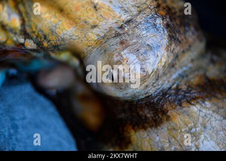 05.08.2018., Zagabria, Croazia - il polipo è un molluschi dal corpo molle, a otto limbate dell'ordine Octopoda. Circa 300 specie sono riconosciute e l'ordine è raggruppato all'interno della classe Cephalopoda con calamari, seppie e nautiloidi. Come altri cefalopodi, il polpo è bilateralmente simmetrico con due occhi e un becco, con la bocca al centro degli otto arti (tradizionalmente chiamati 'braccia', talvolta erroneamente chiamati 'tentacoli'). Il corpo morbido può rapidamente modificare la sua forma, consentendo ai polpi di schiacciarsi attraverso piccoli spazi. Seguono le loro otto appendici mentre nuotano. T Foto Stock