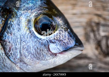 05.08.2018., Zagabria, Croazia - Fish.Diplodus sargus, Photo: Sandra Simunovic/PIXSELL Foto Stock