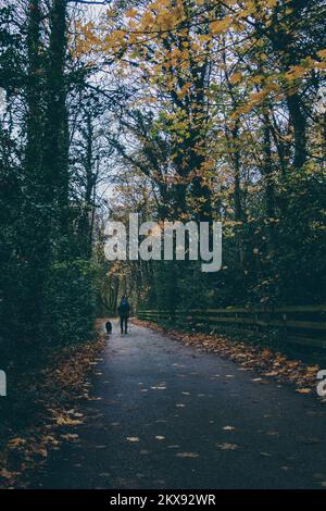Persona che cammina un cane giù un vicolo tranquillo con gli alberi nei colori autunnali e le foglie a terra, Regno Unito Foto Stock