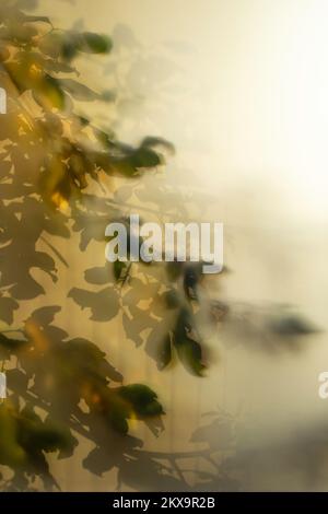 Rami di albero e foglie visti attraverso la finestra di vetro fumoso, Soft Focus primo piano fotografia Foto Stock