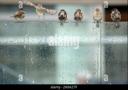 08.02.2018., Croazia, Zagabria - in mattina piovosa passeri hanno occupato gran parte dei caffè terrazza e goduto la vista del mercato. Foto: Sanjin Strukic/PIXSELL Foto Stock