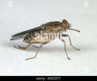 TSE-TSE Fly (Glossiina morsitans) vettore di Trypanosoma brucei rhdesiense che causa malattia del sonno & rinderpest Foto Stock