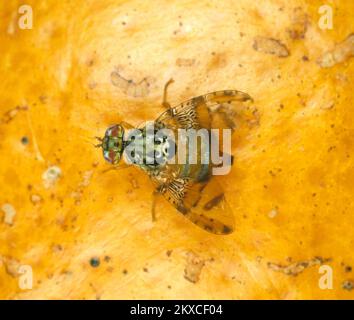 Mosca Mediterranea di frutta (Ceratite capitata) Pesto adulto di agrumi di mosca con posa tipica dell'ala su frutta di arancia, caratteristiche chiaramente marcate Foto Stock