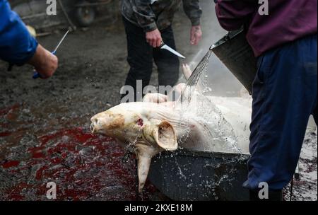 Un uomo pulisce un maiale macellato con acqua di boulinig durante un tradizionale macello di maiale a Glina, Croazia, il 08 dicembre 2019. Foto: Josip Regovic/PIXSELL Foto Stock