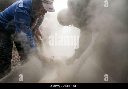 Un uomo pulisce un maiale macellato con acqua di boulinig durante un tradizionale macello di maiale a Glina, Croazia, il 08 dicembre 2019. Foto: Josip Regovic/PIXSELL Foto Stock