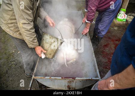 Un uomo pulisce un maiale macellato con acqua di boulinig durante un tradizionale macello di maiale a Glina, Croazia, il 08 dicembre 2019. Foto: Josip Regovic/PIXSELL Foto Stock