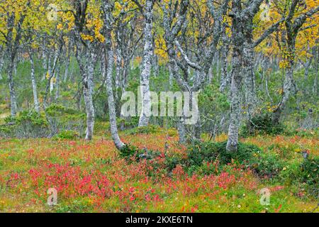 Betulla argentata / betulla verrucosa / betulla bianca europea (Betula pendula / Betula verrucosa) tronchi di betulla sulla taiga in autunno / autunno, Svezia Foto Stock