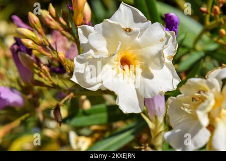 Fiori bianchi di un oleandro di Nerium Foto Stock