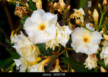 Fiori bianchi di un oleandro di Nerium Foto Stock