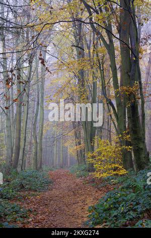 Badby Woods, Northamptonshire, Regno Unito. In autunno un sentiero coperto di foglie cadute conduce nella nebbia oltre i faggi con foglie gialle. Foto Stock