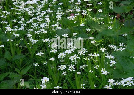 Stellaria media fiori. Dente di leone bianco sul prato verde in estate. Paesaggio estivo in foresta. Foto Stock