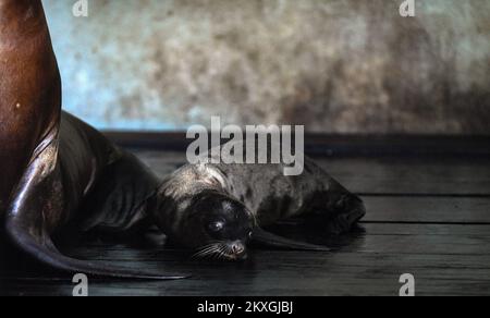 California SEA Lion Edith ha dato alla luce un giovane nello zoo di Zagabria. Il bambino leoni di mare ha quattro giorni ed è il settimo bambino dei leoni di mare della California Edith e Zaggy a Zagabria, Croazia il 02 luglio 2020. Foto: Josip Regovic/PIXSELL Foto Stock