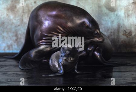 California SEA Lion Edith ha dato alla luce un giovane nello zoo di Zagabria. Il bambino leoni di mare ha quattro giorni ed è il settimo bambino dei leoni di mare della California Edith e Zaggy a Zagabria, Croazia il 02 luglio 2020. Foto: Josip Regovic/PIXSELL Foto Stock