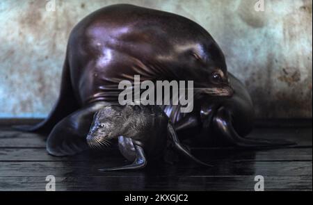 California SEA Lion Edith ha dato alla luce un giovane nello zoo di Zagabria. Il bambino leoni di mare ha quattro giorni ed è il settimo bambino dei leoni di mare della California Edith e Zaggy a Zagabria, Croazia il 02 luglio 2020. Foto: Josip Regovic/PIXSELL Foto Stock