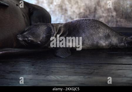 California SEA Lion Edith ha dato alla luce un giovane nello zoo di Zagabria. Il bambino leoni di mare ha quattro giorni ed è il settimo bambino dei leoni di mare della California Edith e Zaggy a Zagabria, Croazia il 02 luglio 2020. Foto: Josip Regovic/PIXSELL Foto Stock