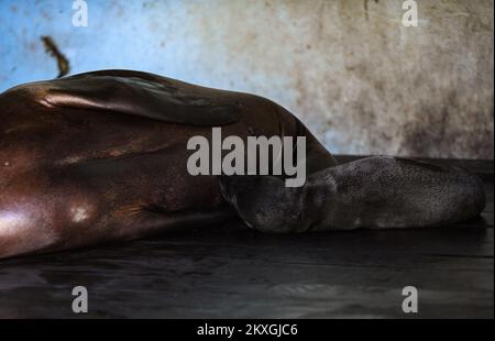 California SEA Lion Edith ha dato alla luce un giovane nello zoo di Zagabria. Il bambino leoni di mare ha quattro giorni ed è il settimo bambino dei leoni di mare della California Edith e Zaggy a Zagabria, Croazia il 02 luglio 2020. Foto: Josip Regovic/PIXSELL Foto Stock