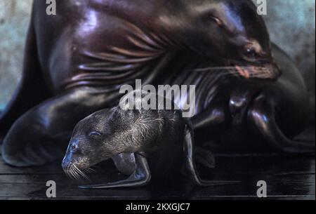 California SEA Lion Edith ha dato alla luce un giovane nello zoo di Zagabria. Il bambino leoni di mare ha quattro giorni ed è il settimo bambino dei leoni di mare della California Edith e Zaggy a Zagabria, Croazia il 02 luglio 2020. Foto: Josip Regovic/PIXSELL Foto Stock