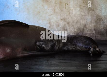 California SEA Lion Edith ha dato alla luce un giovane nello zoo di Zagabria. Il bambino leoni di mare ha quattro giorni ed è il settimo bambino dei leoni di mare della California Edith e Zaggy a Zagabria, Croazia il 02 luglio 2020. Foto: Josip Regovic/PIXSELL Foto Stock